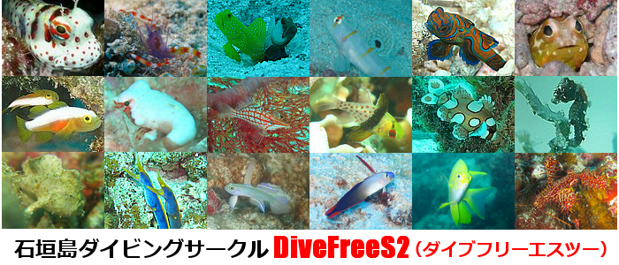 石垣島ダイビングサークル　DiveFreeS2